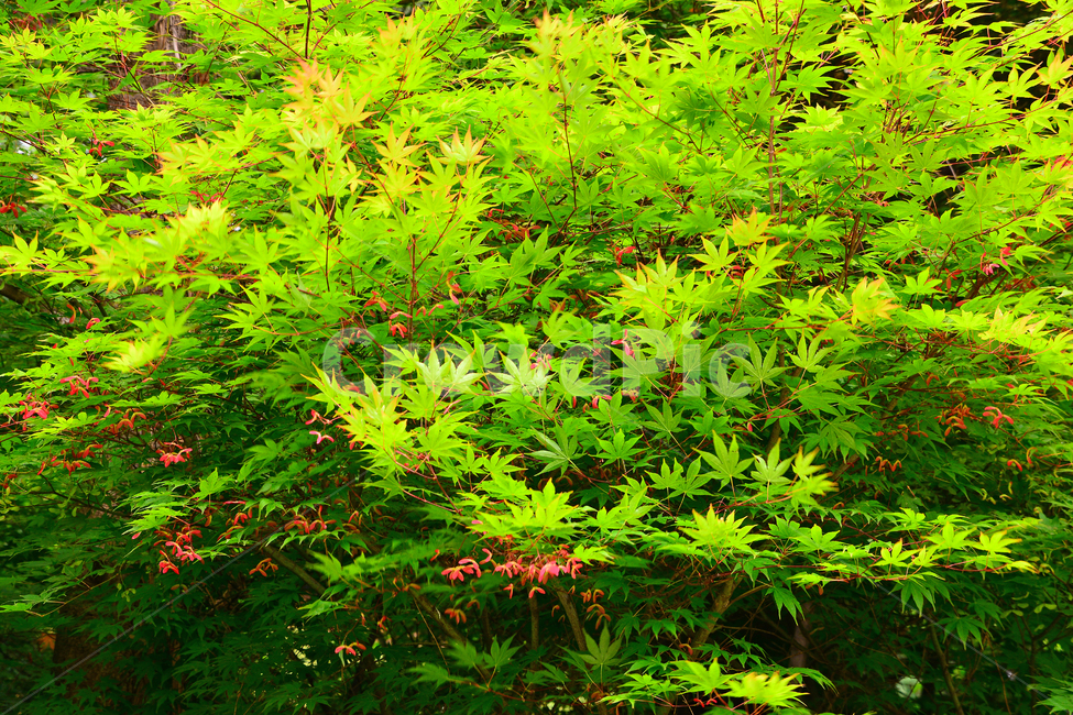 봄,새순,나뭇잎,단풍나무,봄이미지,메이플,maple,plant,leaf,spring,background,바탕화면,백그라운드,배경,싱그러운,fresh,나무,식물,봄,계절,spring,season,식물,자연,plants,nature,잎,tree
