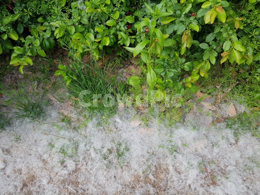 봄,꽃가루,봄꽃가루,식물,씨앗,알레르기,소복히,소복이,쌓이다,봄철,꽃가루병,나무,나무꽃가루,봄알레르기,나뭇잎