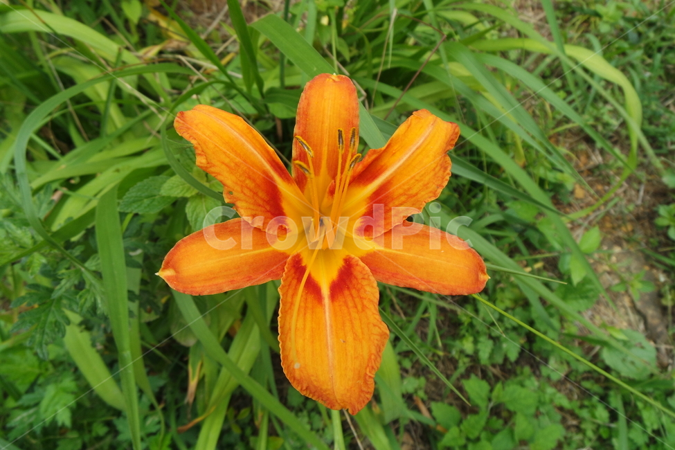 꽃,주황색,자연,식물,flower,원추리,계절,초록색,오렌지색,잎,꽃잎,식물,자연,plants,nature,꽃,flower