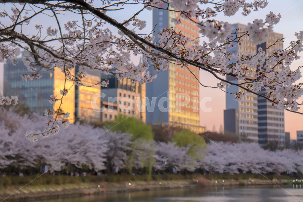 벚꽃,노을,풍경,봄,꽃,봄,계절,spring,season,flower,cherry blossom,blossom,plant,식물