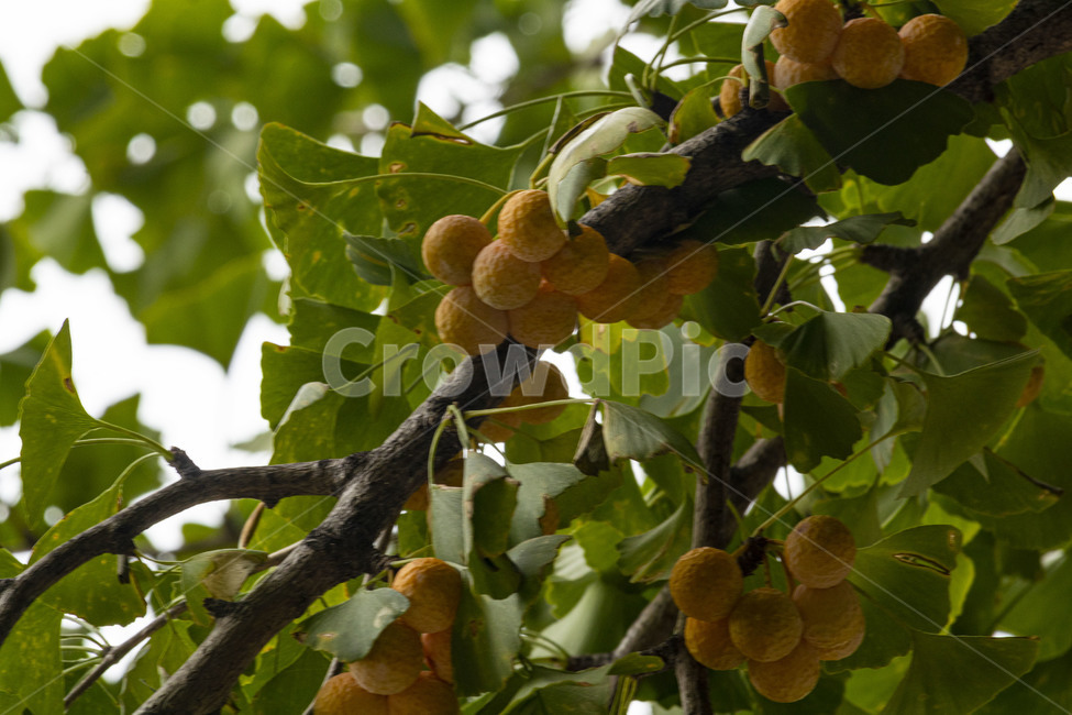 은행,은행나무,은행열매,은행나무열매,은행잎,ginkgo,가을,계절,fall,autumn,season,나무,trees,wood,과일,열매,fruit,plant,식물,food,음식