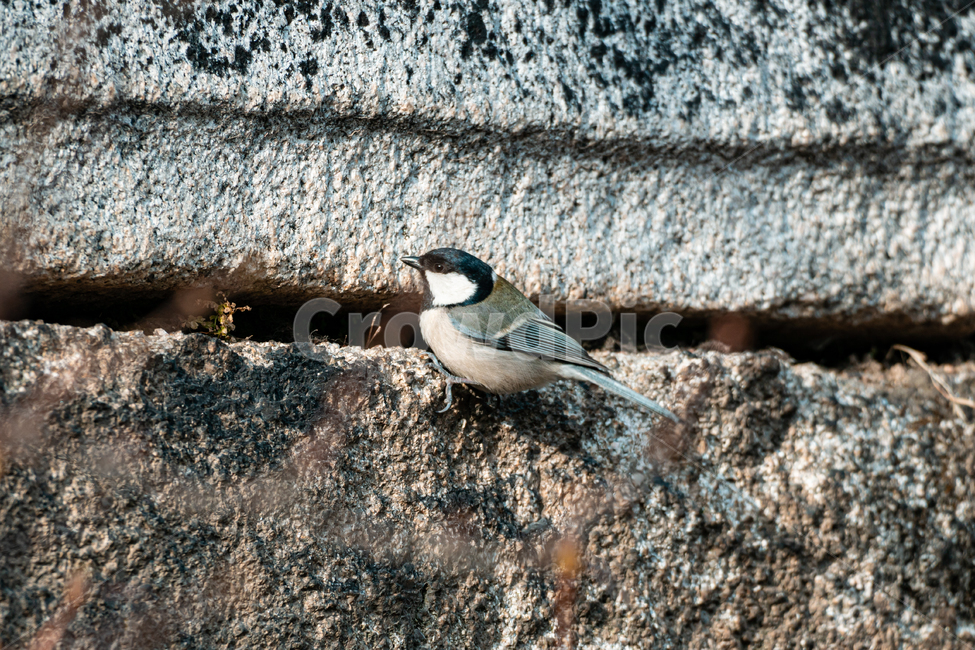 참새,새,동물,sparrow,bird,animal,동물,animal,조류,새,birds