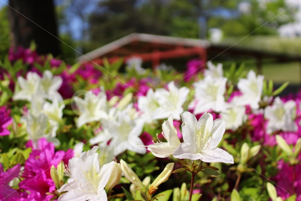 선사유적지,봄,대전,유적지,문화유산,꽃,식물,자연,plants,nature,꽃,flower