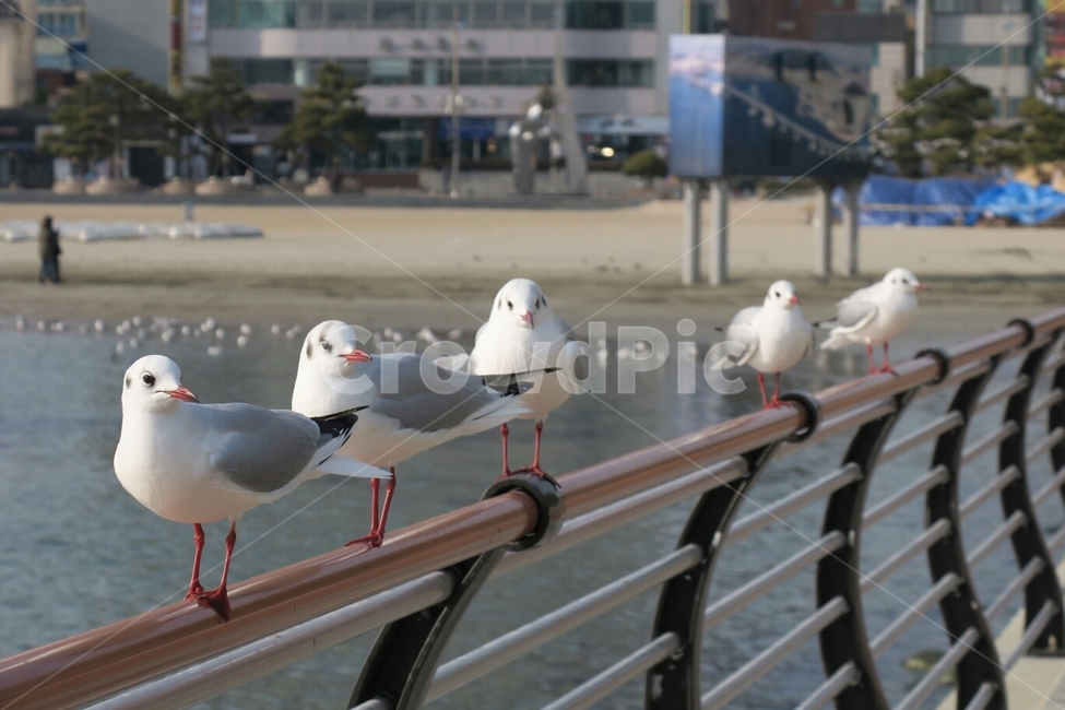 부산,갈매기,바다,새,자연,동물,animal,조류,새,birds