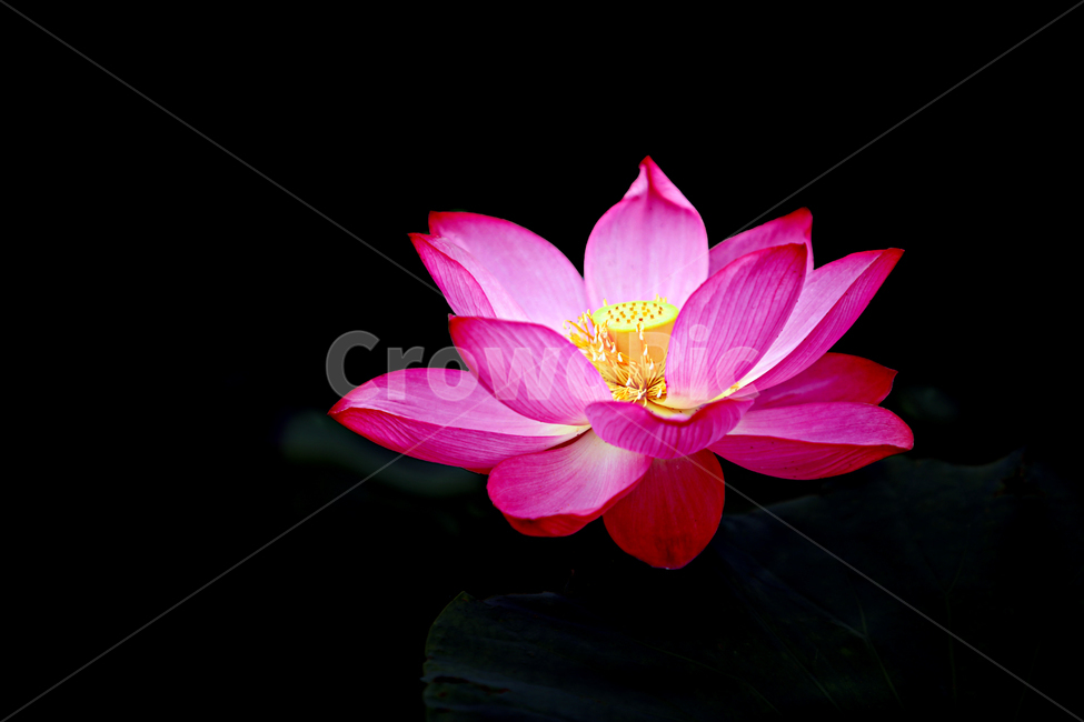 여름,꽃,연꽃,홍련,식물,식물,자연,plants,nature,꽃,flower