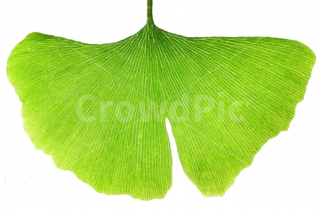 패턴,Pattern,관상수,잎파리,잎,나뭇잎,미로,줄기,누끼,초록,연두,플라보노이드,징크고라이드,약용,혈액순환,식물,자연,plants,nature,연출,컨셉,콘셉,direction,concept,누끼,remove background