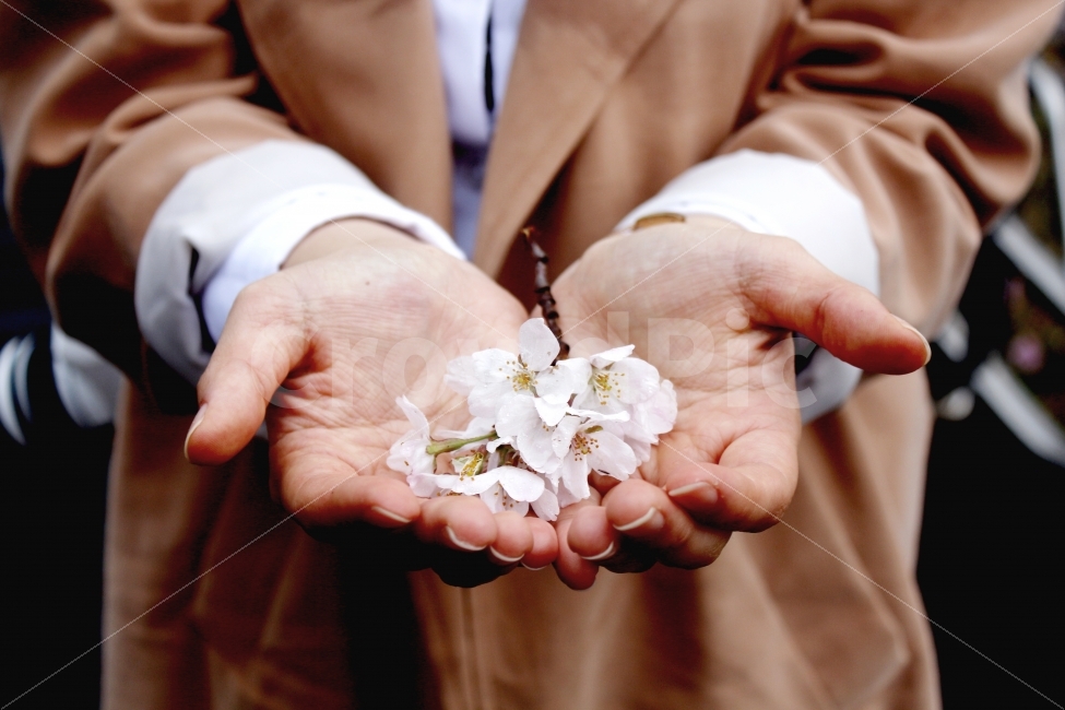 벚꽃,두손,여자,봄,아련함,봄비,떨어진꽃,flower,korea,봄,계절,spring,season,식물,자연,plants,nature,꽃,flower,사람,인물,인간,human,person,연출,컨셉,콘셉,direction,concept,finger,손가락