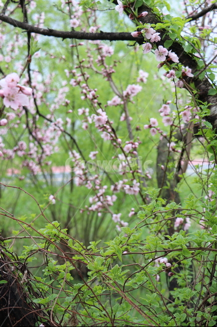 봄,복숭아꽃,비갠뒤,산책,자전거도로,새잎,나무,봄,계절,spring,season,식물,자연,plants,nature,꽃,flower,plant,blossom