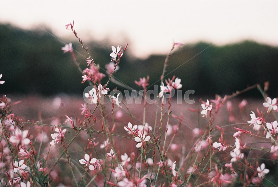 꽃,공원,자연,분위기,풀,식물,자연,plants,nature,꽃,flower