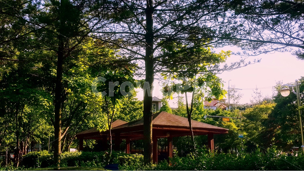 공원,저녁,오후,정자,여름,여름하늘,자연,풍경,nature,landscape,outdoors,옥외
