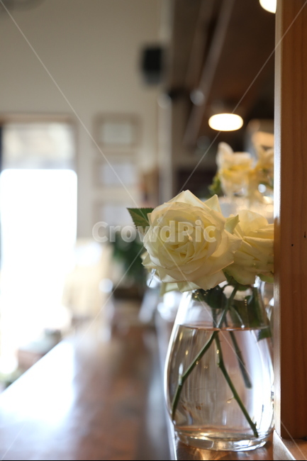 장미,풍경,일상,꽃,휴식,식물,자연,plants,nature,꽃,flower,실내용화초,화분,화초,house plant,인테리어,실내디자인,interior design