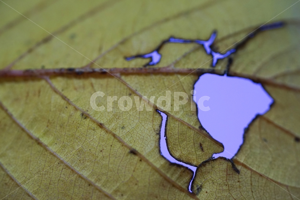 단풍잎,단풍,가을,나뭇잎,나무,공작새,가을,계절,fall,autumn,season,veins,정맥