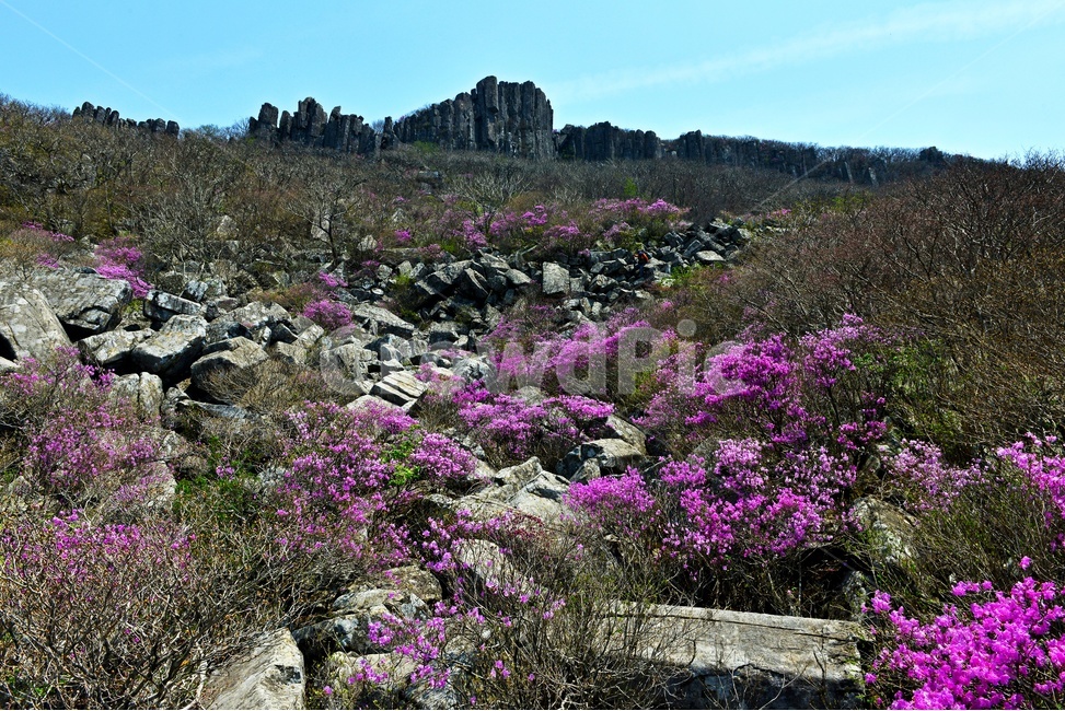 광주,무등산,무등산봄,봄,계절,서석대,입석대,주상절리대,철쭉,철쭉꽃,군락,철뚝군락,경치,경관,풍경,plant,식물,blossom,flower,꽃,outdoors,옥외,purple,보라색,nature,자연