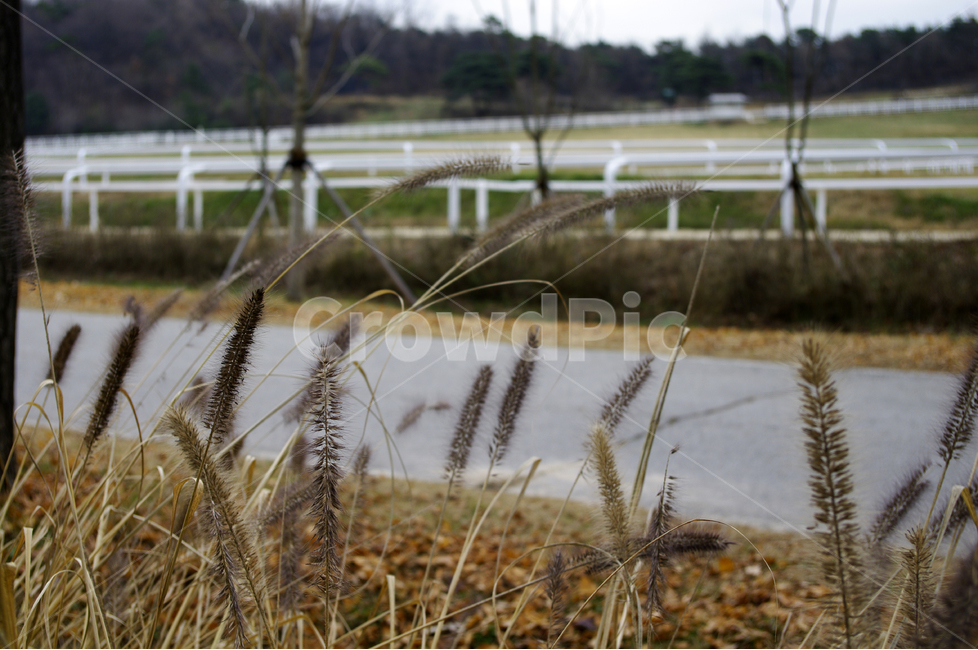 겨울,풀,나무,식물,목장,길,식물,자연,plants,nature