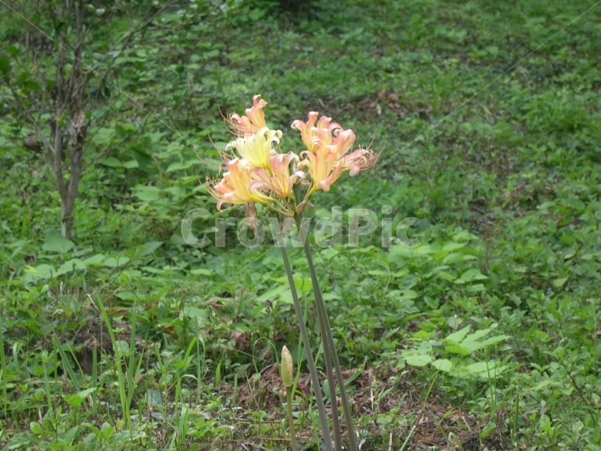 꽃무릇,상사화,장성백양사,여름꽃,야생화,식물,자연,plants,nature,꽃,flower