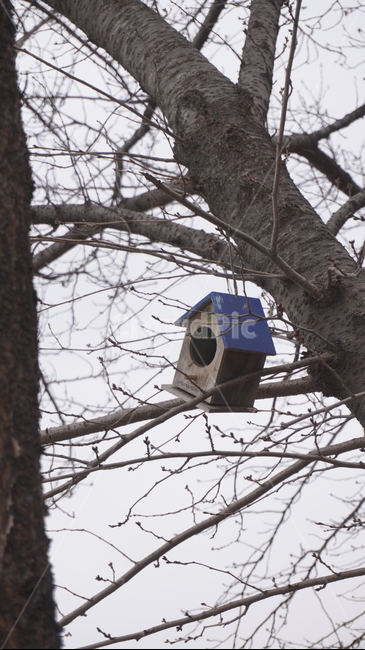 새집,나무,나뭇가지,식물,tree,나무새집,birdhouse,풍경,자연