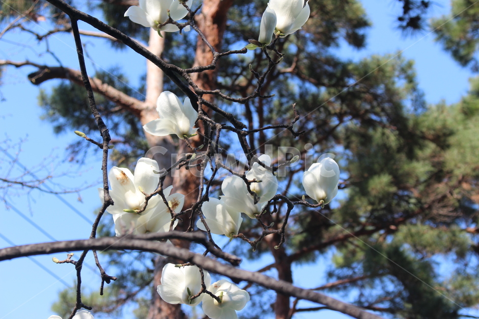 plant,식물,blossom,꽃,flower,나무,목련,tree,magnolia
