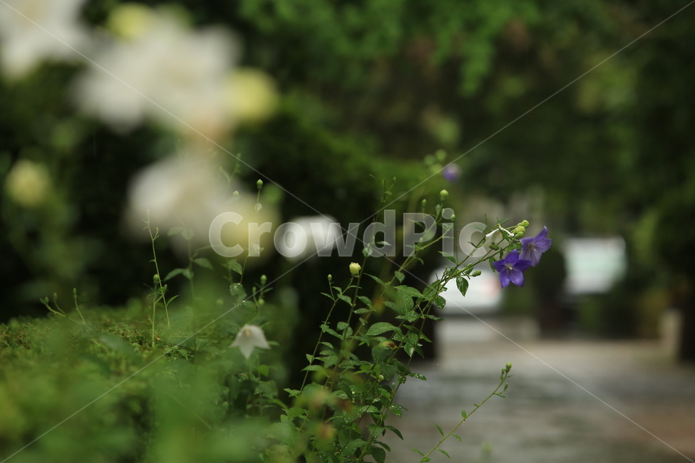 비,소경,풍경,비오는날,비오는소경,rain,식물,자연,plants,nature,꽃,flower