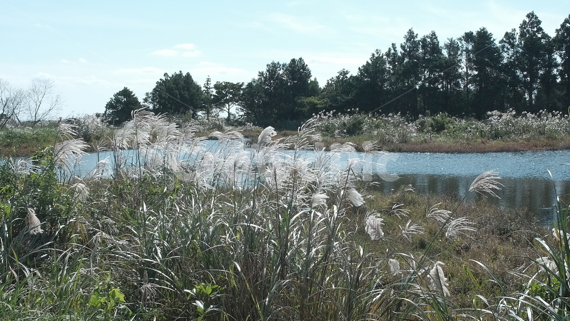 제주도,갈대,연못,나무,가을,자연,풍경,nature,landscape,grass,잔디,plant,식물