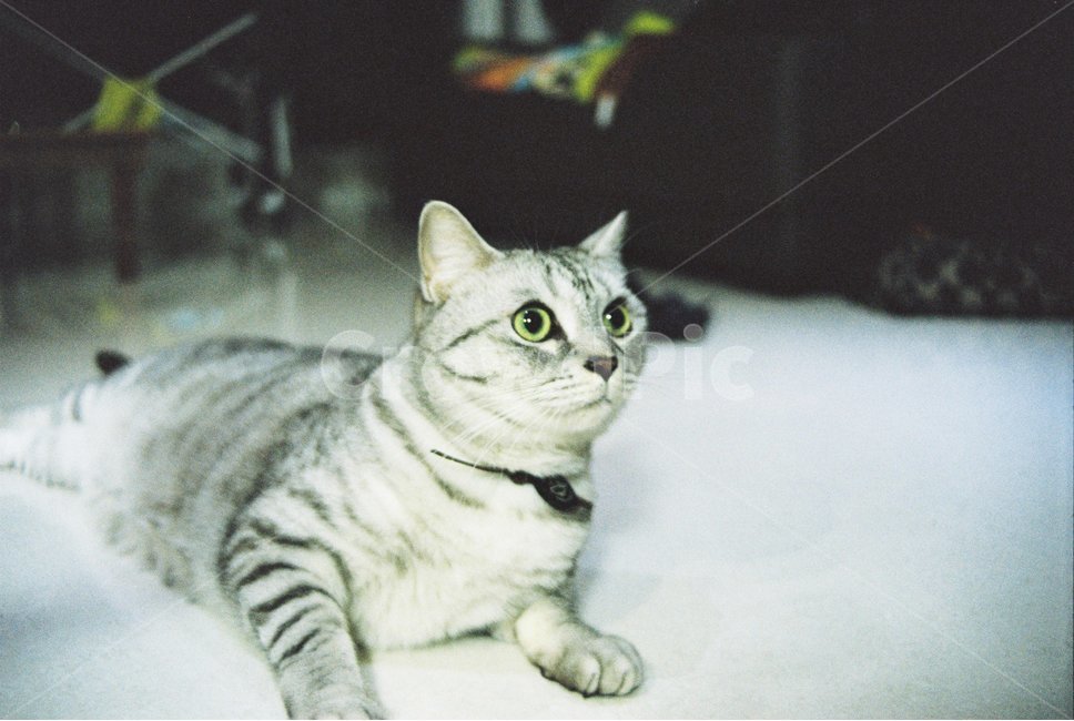 아메리칸숏헤어,고양이,코리안숏헤어,필름사진,cat,집사