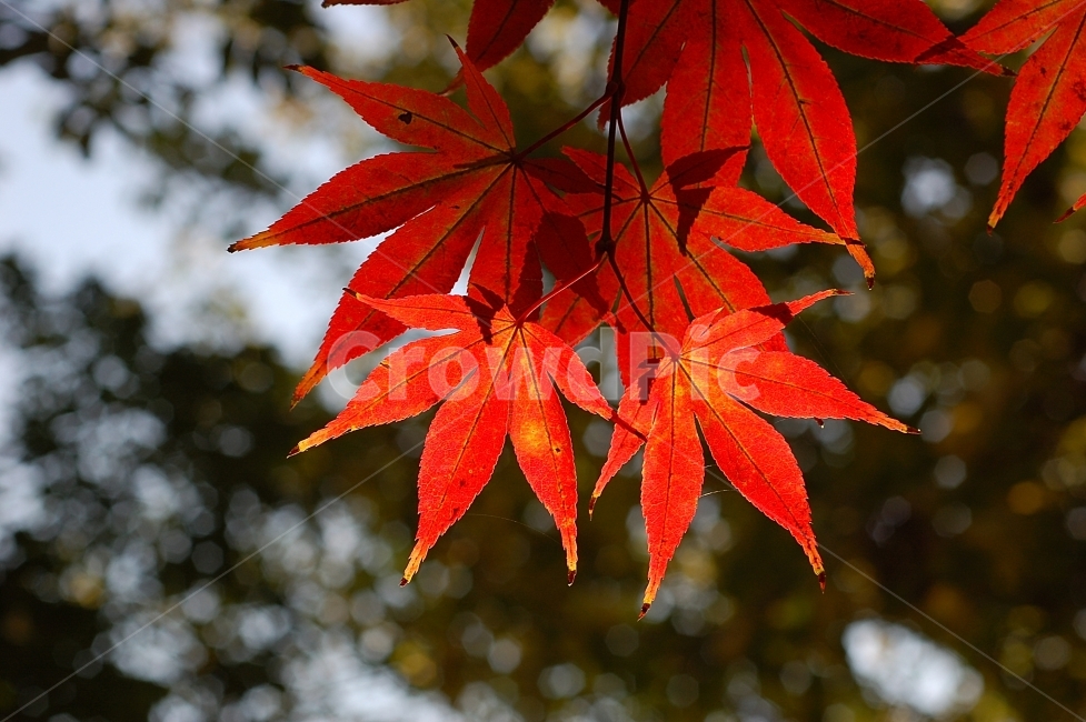 단풍,단풍잎,가을,빨강,화려함,Colorful,Autumn,계절,season,가을,계절,fall,autumn,season,식물,자연,plants,nature,leaf,잎,plant,tree,나무,maple