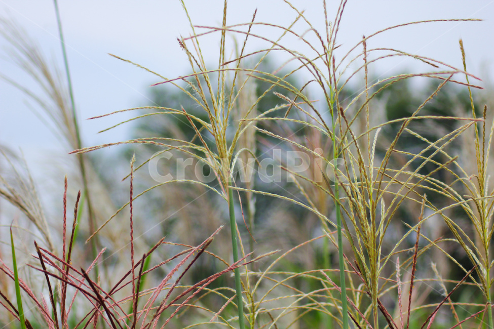 grass,식물,plant,상암하늘공원,상암,억새