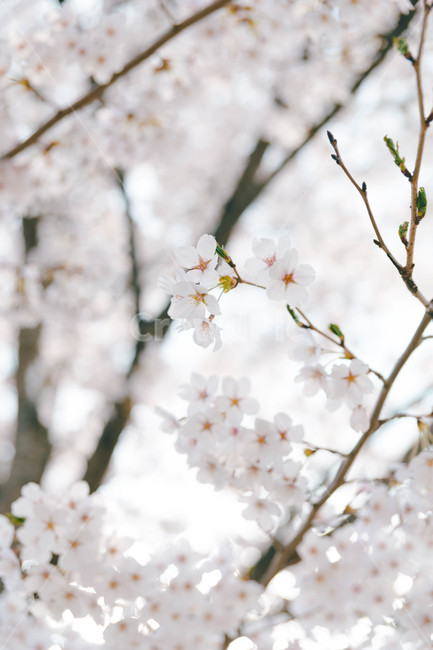 spring,spring flowers,Cherry Blossom,petal,blossom,cheeryblossom,flower