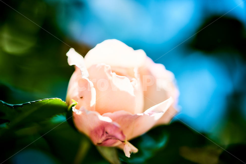 장미,장미꽃,5월장미,5월의꽃,장미접사,접사,식물,자연,plants,nature,꽃,flower