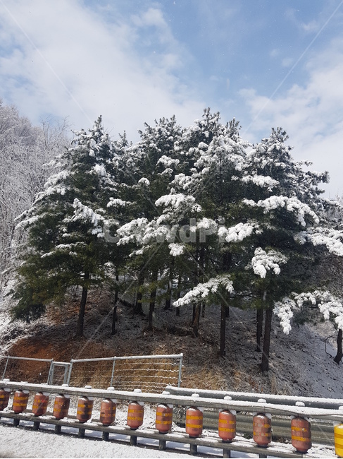 겨울,나무,하늘,풍경,눈,눈덮힌나무,겨울,계절,winter,season,자연,풍경,nature,landscape,tree,plant,식물,fir,전나무
