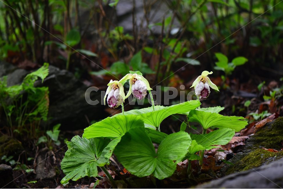 광릉요강꽃,멸종위기,난초과,복주머니란속,야생화,1급,희귀,봄,꽃,plant,wild,flower,자연,생태,식생,풀꽃,식물,식물,자연,plants,nature,꽃,flower