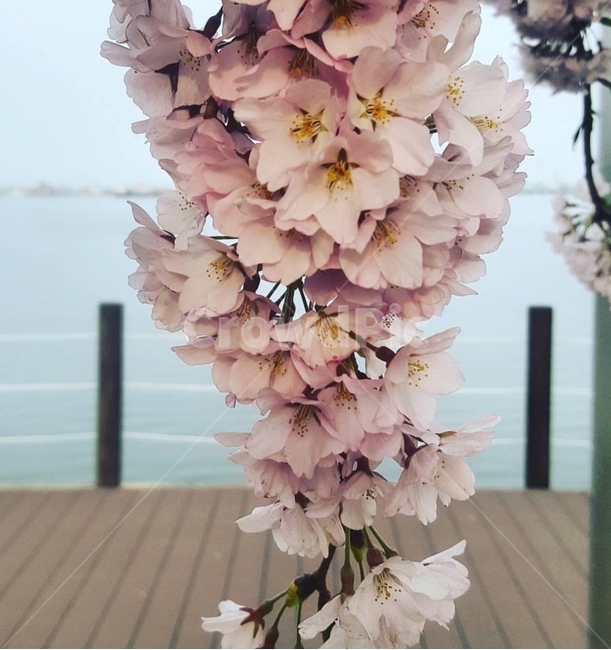 봄,벚꽃,감성,plants,flower