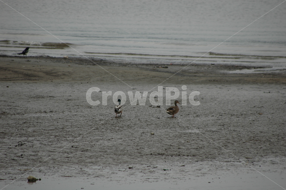 새,오리,한쌍,duck,한국오리,koreaduck,동물,animal,조류,새,birds