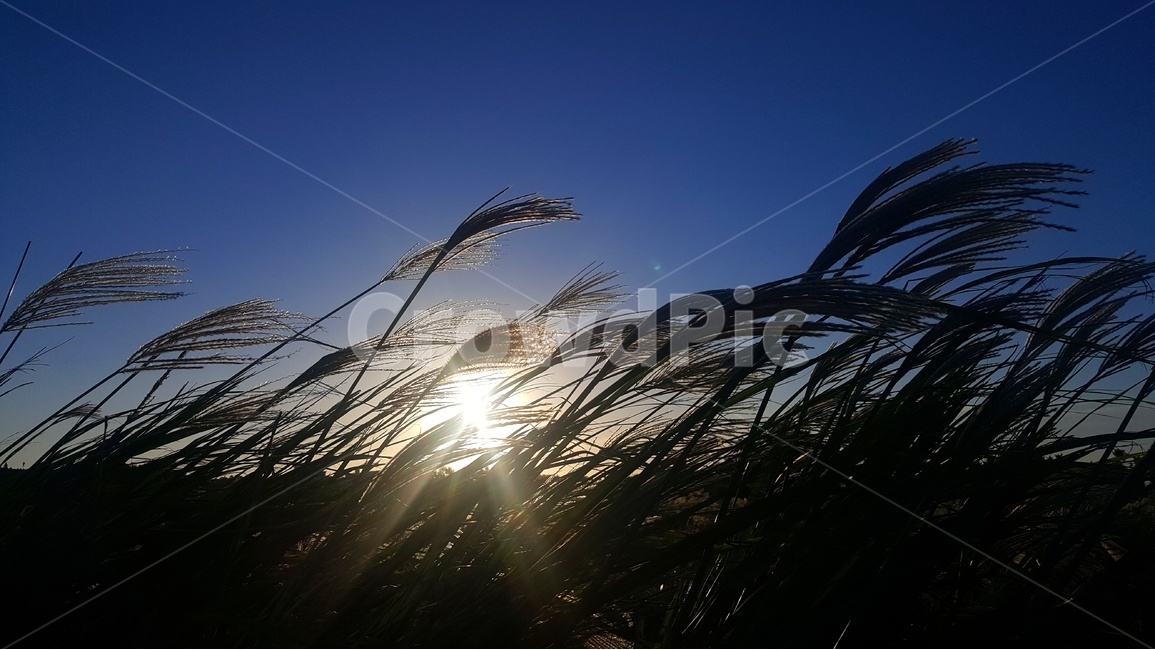 자연,억새풀,햇빛,풍경,감성,제주,제주풍경,하늘,구름,자연,풍경,nature,landscape,식물,plants,light,빛,flare,플레어,grass,잔디,plant