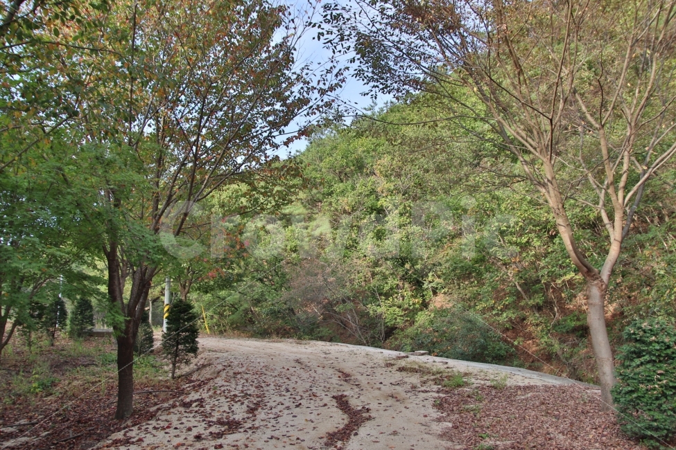 산길,낙엽,가을산,가을산길,고향,자연,풍경,nature,landscape,plant,식물,tree,나무,tree trunk,나무 줄기