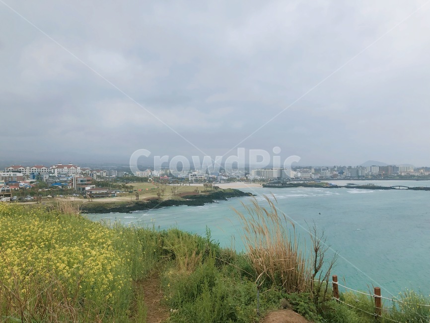 제주도,바다,유채꽃,풍경,여름