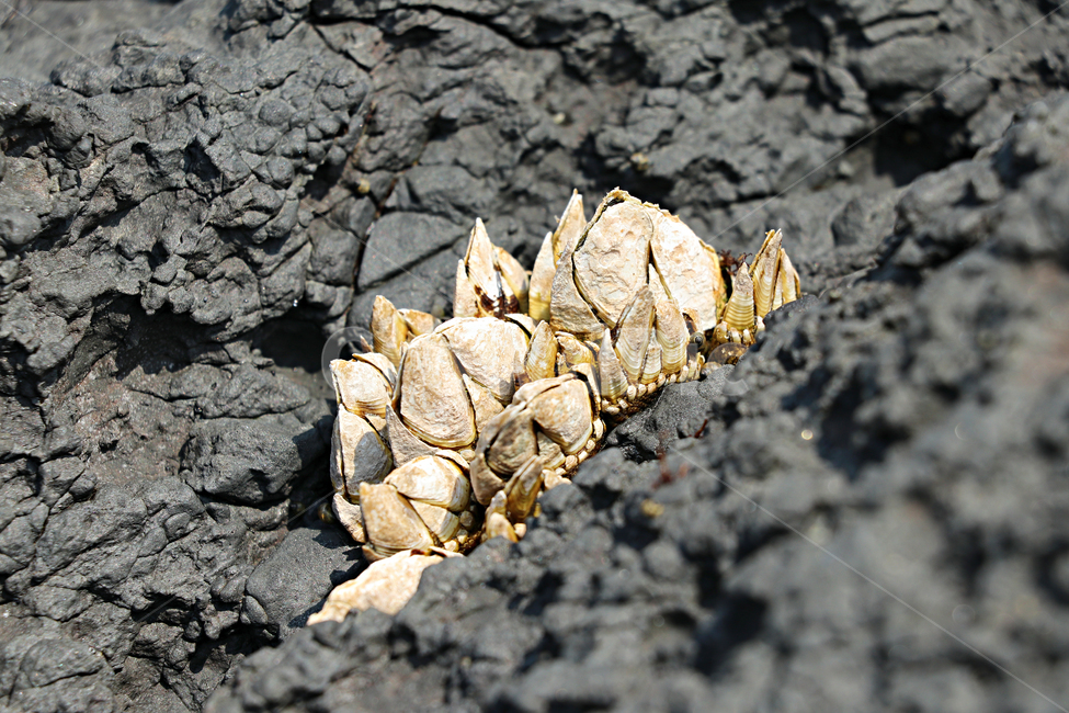 barnacle,거북손,갑각류,거북손붙이,절지동물,식재료,food,요리재료