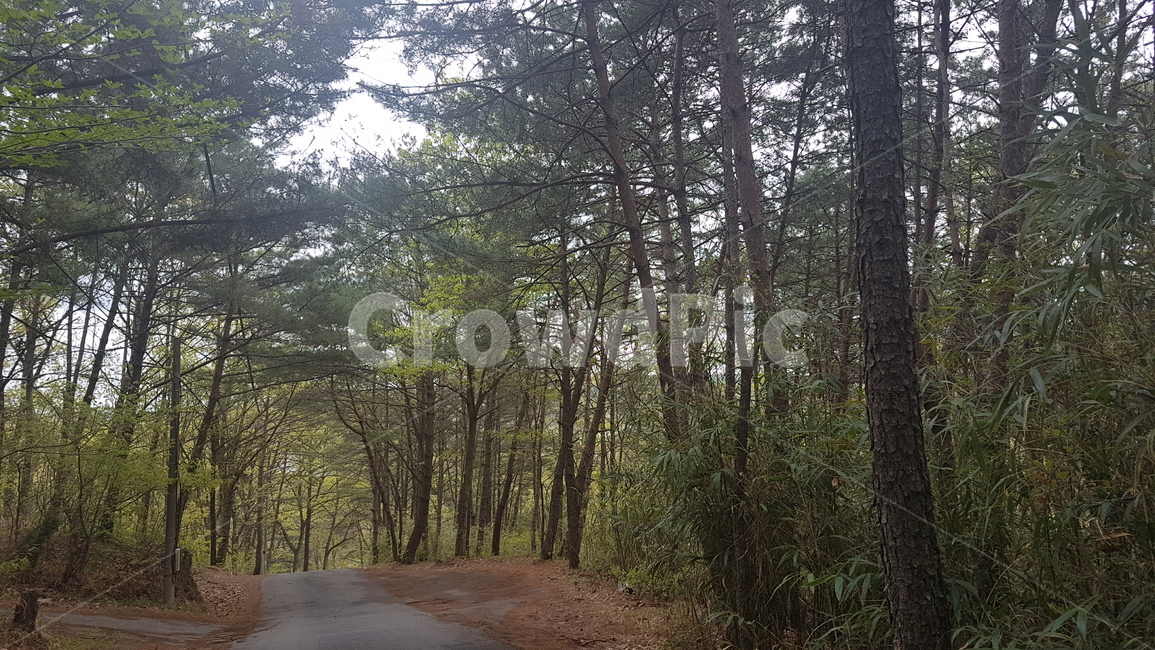 등산,산,나무,mountain,tree