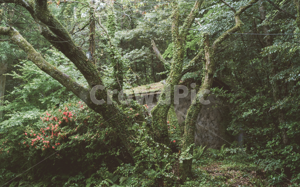 숲,비오는숲,숲속집,오래된집,제주,식물,자연,plants,nature,나무,trees,wood,감성,sensible,feeling,휴식,힐링,rest,relaxation,healing