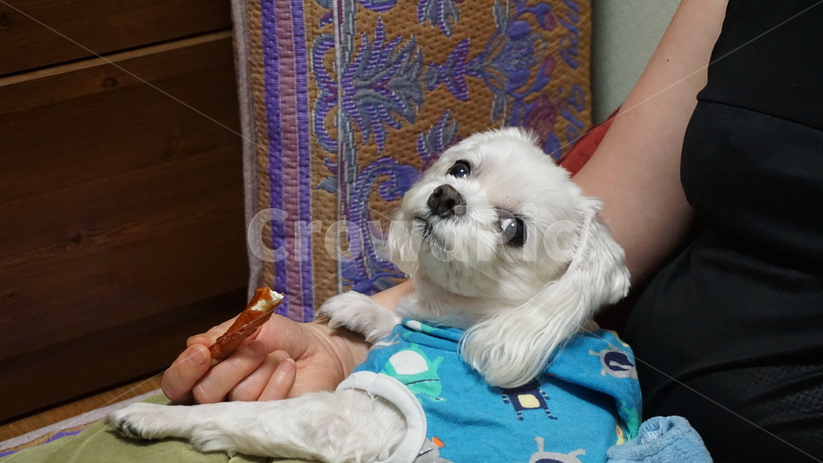 개,강아지,말티즈,마르티스,동물,댕댕이,애니멀,animal,말티스,마르티즈,pet,dog,nature,자연,동물보호,동물,animal,포유류,mammal,개,강아지,dog,doggy