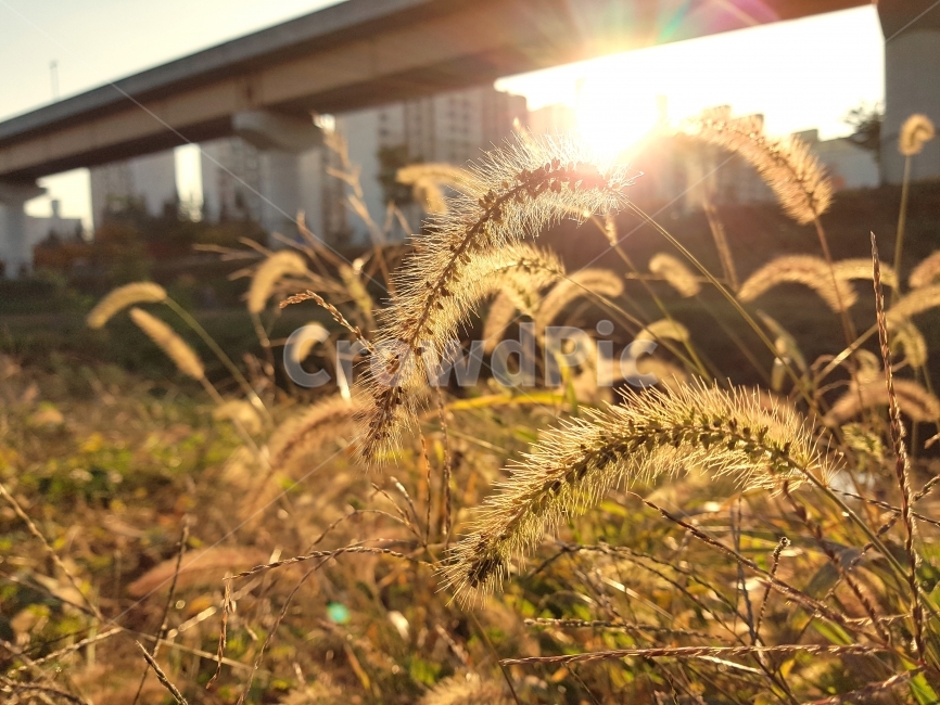 강아지풀,가을,햇살,가을햇살,가을풍경,GreenFoxtail,GreenBristlegrass,autumn,fall,sunshine,대한민국,김해,Korea,Gimhae,햇빛,식물,자연,plants,nature