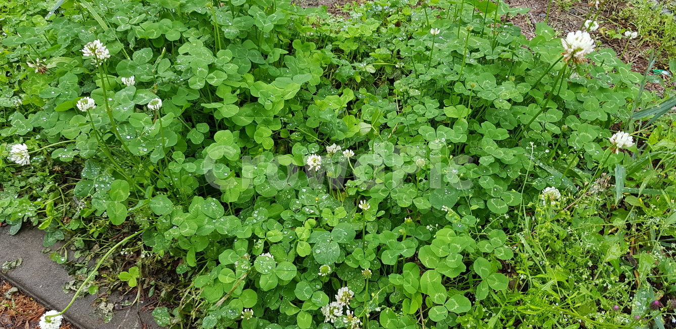 식물,자연,토끼풀,풀,잔디,식물,자연,plants,nature