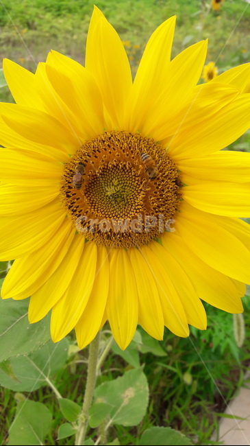 벌,가을,해,향기,곤충,plant,식물,blossom,꽃,flower,해바라기,sunflower,식물,자연,plants,nature,꽃,flower