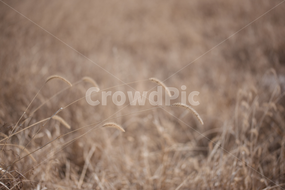 들,들풀,강아지풀,wild,foxtail,식물,자연,plants,nature,감성,sensible,feeling