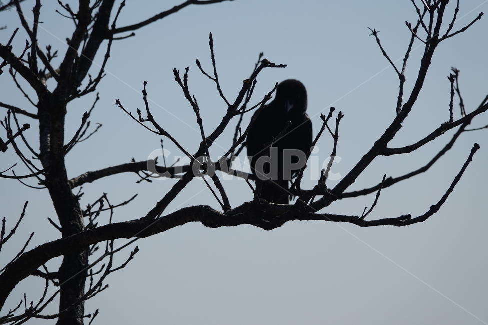 자연,산맥,옥외,산,nature,mountain,outdoors,동물,animal,조류,새,birds