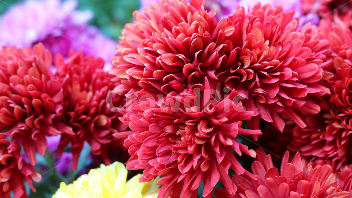 국화,꽃,국화꽃,식물,자연,가을,빨간색꽃,붉은색국화,식물,자연,plants,nature,꽃,flower