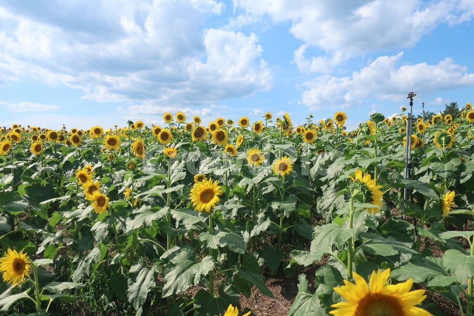 해바라기,여름,하늘,꽃,구름,8월,식물,sunflower,flower,plant,식물,자연,plants,nature,꽃,flower