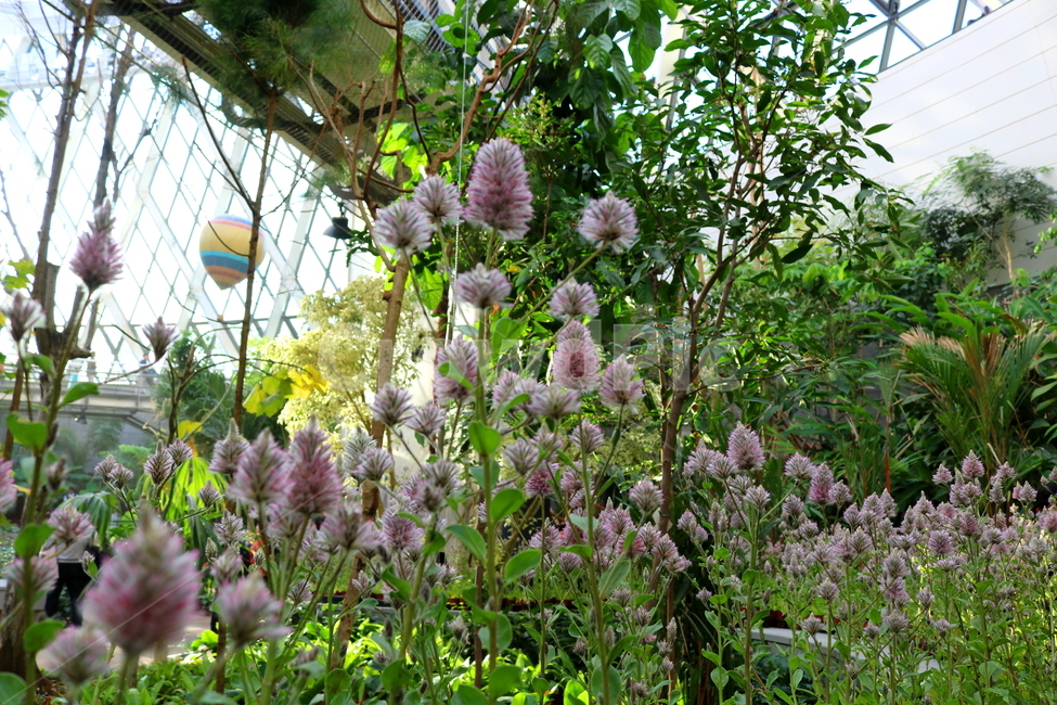 프틸로투스,꽃,프틸로투스꽃,식물,자연,비름과,식물원,식물,자연,plants,nature,꽃,flower