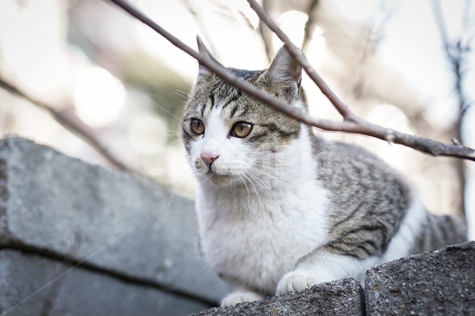 고양이,길고양이,동물,코리안숏헤어,식빵자세,코숏,야옹이,냥이,길거리,cat,streetcat,straycat,animal,koreanshorthair,동물,animal,포유류,mammal,고양이,cat,kitten,kitty