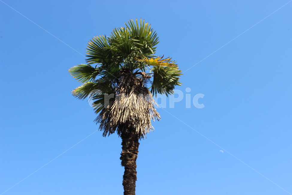 야자나무,야자수,나무,열대식물,열대나무,palm,palmtree,tree,tropicaltree,tropics,식물,자연,plants,nature,나무,trees,wood