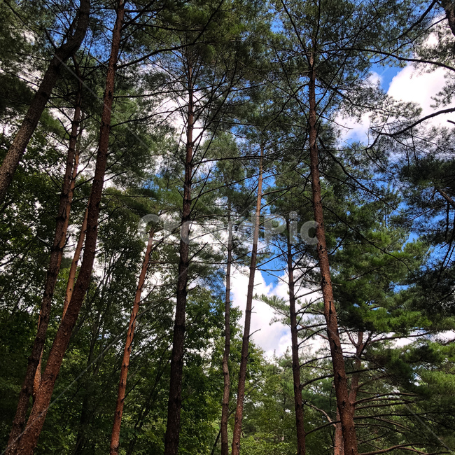 tree,식물,나무,plant,소나무,하늘,산,나무줄기,자연,풍경,nature,landscape,fir,전나무